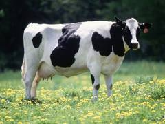 
      
      Children allergic to cow's milk are smaller and lighter: Study
      
      