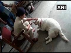 
      
      Deserted after owners were jailed, dog finds home at police...
      
      