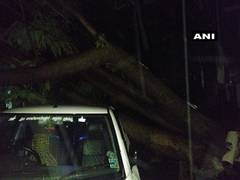 
      
      Bengaluru: Trees uprooted due to rainfall; IMD predicts...
      
      