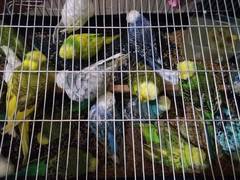 
      
      WB: BSF seizes foreign birds in North 24 Parganas
      
      