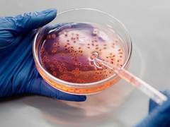 
      
      Improper DNA division leads to human developmental disorder: Study
      
      