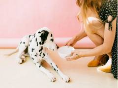 
      
      Vegan diets for dogs may be healthier and less dangerous
      
      
