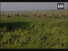 
      
      C'garh: Elephants on Mahua trail set off panic in Surguja
      
      