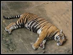 
      
      Tigress dies at Delhi Zoo, sample sent for corona testing at...
      
      