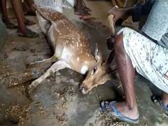 
      
      Villagers rescue deer after losing track in Chittoor district
      
      