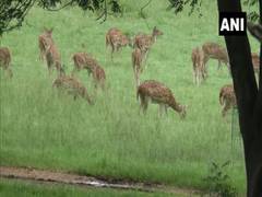 
      
      Jharkhand's Palamu Tiger Reserve witnesses rise in animal...
      
      
