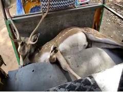 
      
      Two held for killing deer in Andhra's Krishna district
      
      