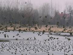 
      
      Delhi sees 50 pc decrease in complaint calls about bird flu cases
      
      