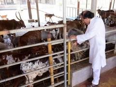 
      
      Dinesh Shahra Foundation intensifies its 'Gau Shakti...
      
      