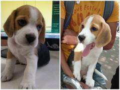 
      
      Pune: 'Kidnapped' beagle pup back with owner, Zomato says not...
      
      