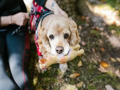 
      
      Do you know what your dogs think of toys?
      
      