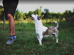 
    Even without training, dogs will try to rescue people in distress
    