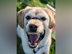 
    Study identifies dog breeds with highest chances of biting children
    