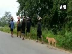 
      
      Stray dog tags along with Sabarimala pilgrims, treks 480 km...
      
      