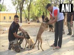
      
      MP govt transfers police dogs and handlers, BJP takes a dig!
      
      
