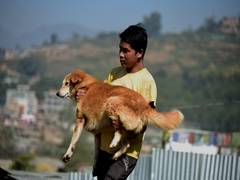 
      
      Dogs celebrated as part of Nepali five-day festival
      
      
