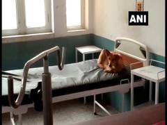 
      
      Patients at UP's Moradabad District Hospital complain of dog...
      
      