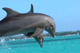 
      
      Study finds new level of complexity in dolphin communication
      
      