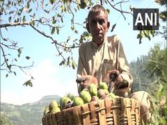 
      
      Farmers make profits through walnut cultivation in J-K's Panchari
      
      