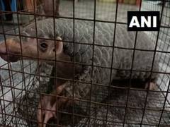 
      
      West Bengal: Three arrested with1 live pangolin, scales in...
      
      
