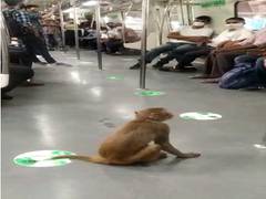 
      
      Video shows monkey hitching a ride inside train on Delhi Metro!
      
      