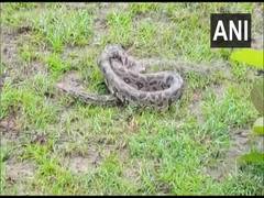 
      
      7-feet-long python rescued in Odisha's Kalahandi
      
      
