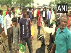 
      
      Lucknow's goat market witnesses large crowds ahead of...
      
      