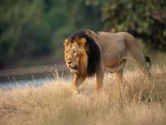 
      
      Delhi zoo gets 1 lion, 2 lionesses from Gujarat
      
      