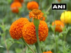 
      
      With home-grown marigold flowers, Kerala group of friends...
      
      