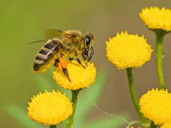 
      
      Research: DNA contained in honey reveals honeybee health
      
      