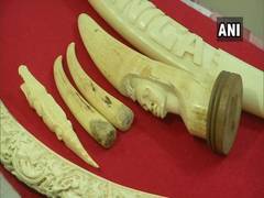 
      
      Pune: Crime Branch seize 10 elephant tusks, accused arrested  
      
      