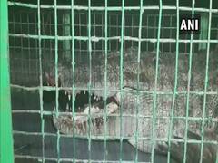 
      
      8-feet long crocodile rescued in Vadodara
      
      