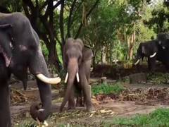 
      
      Thissur: Elephant owners adversely affected by lockdown 
      
      