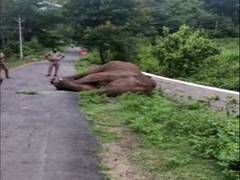 
      
      Elephant found dead in Mettupalayam forest range 
      
      