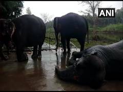 
      
      TN: 48-day temple elephant rejuvenation camp begins
      
      