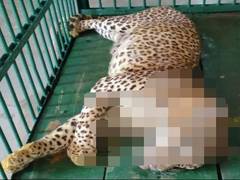 
      
      16-year-old leopard dies in Bhubaneswar Zoo
      
      