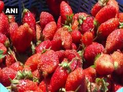 
      
      Lockdown hits strawberry farmers in Kerala 
      
      