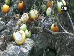 
      
      Tomato farmers in MP face troubling times due to lack of...
      
      