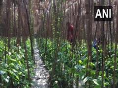 
      
      Bihar: Coronavirus lockdown hits Betel leaf farmers in...
      
      