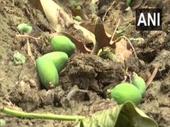 
      
      UP: Farmers suffer loss of mango crop in Malihabad town due...
      
      
