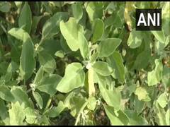
      
      COVID-19: Farmers in UP's Moradabad move towards cultivating...
      
      