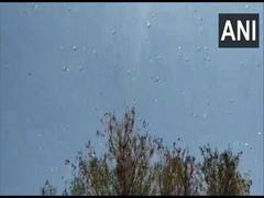 
      
      Crops in Jodhpur village damaged in locust attack 
      
      