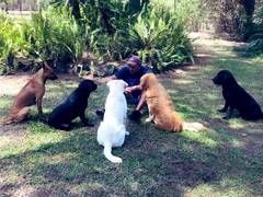 
      
      Ravi Shastri's 'social distancing huddle' with dogs wins over...
      
      