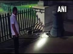 
      
      Forest dept staff rescues 8-foot-long crocodile from Lakshmi...
      
      