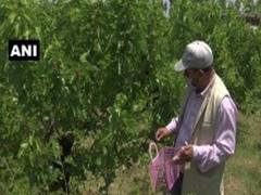 
      
      Mulberry production up due to favourable weather in Srinagar
      
      