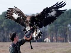 
      
      Golden eagles may use turbulence to accelerate: Study
      
      
