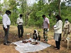 
      
      MP: Tiger kills two cubs in Bandhavgarh Tiger Reserve
      
      
