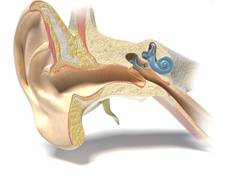
      
      Study reveals reason behind loss of hearing after exposure to...
      
      