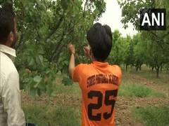 
      
      Apricot harvesting begins in J-K's Budgam
      
      
