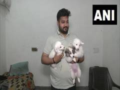 
      
      Ludhiana civic body starts online pet registration
      
      